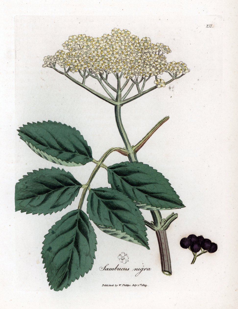 Saúco grande o saúco negro - Saúco negro común, Sambucus nigra. Grabado en cobre coloreado a mano de una ilustración botánica de James Sowerby extraída de "Medical Botany" de William Woodville y Sir William Jackson Hooker, John Bohn, Londres. de James Sowerby