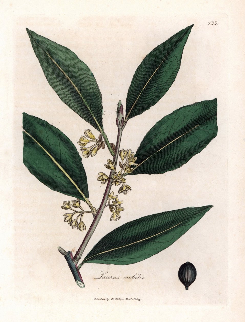 Salsa Laurier. Grabado en cobre coloreado a mano a partir de un dibujo de James Sowerby (1757-1822), en Botanique Medicinale de James Sowerby
