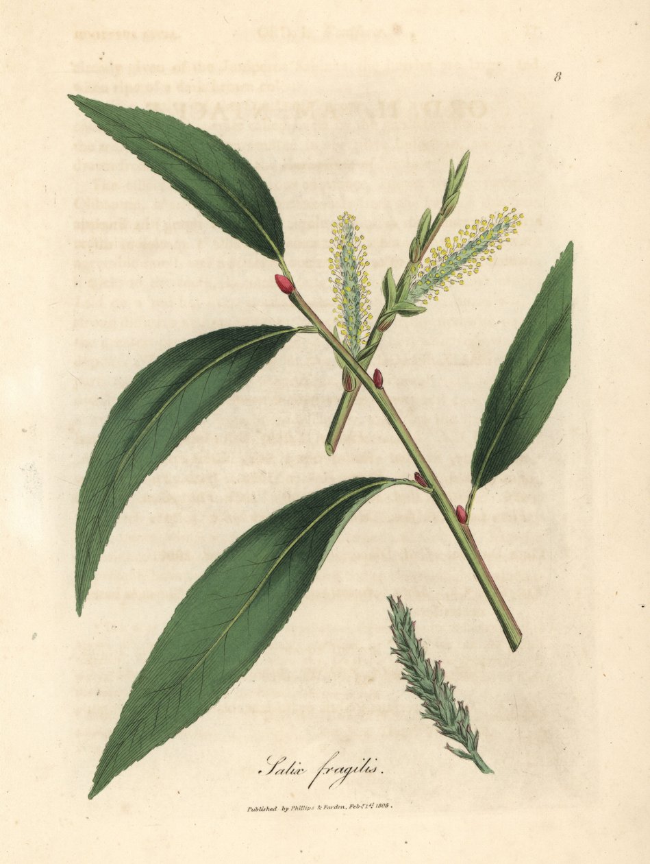 Hojas y amentos del sauce frágil, Salix fragilis de James Sowerby