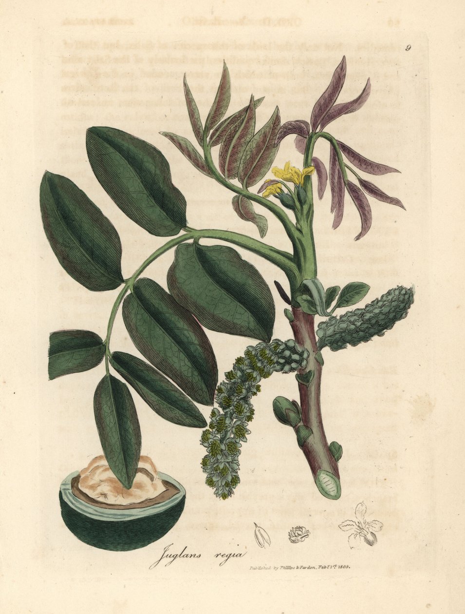 Hojas, flor amarilla y nuez del nogal común, Juglans regia de James Sowerby