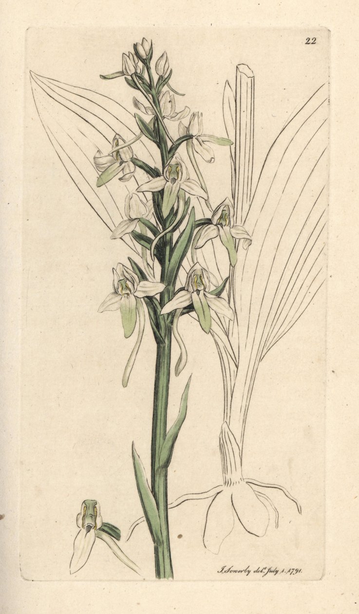Orchis mariposa menor, Platanthera bifolia (Orchis bifolia). Grabado en cobre coloreado a mano según una ilustración de James Sowerby de James Smith