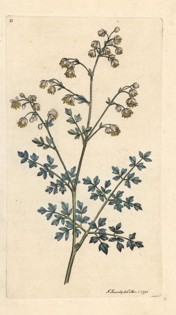 Calle del prado menor, Thalictrum minus. Grabado en cobre coloreado a mano según una ilustración de James Sowerby de James Smith