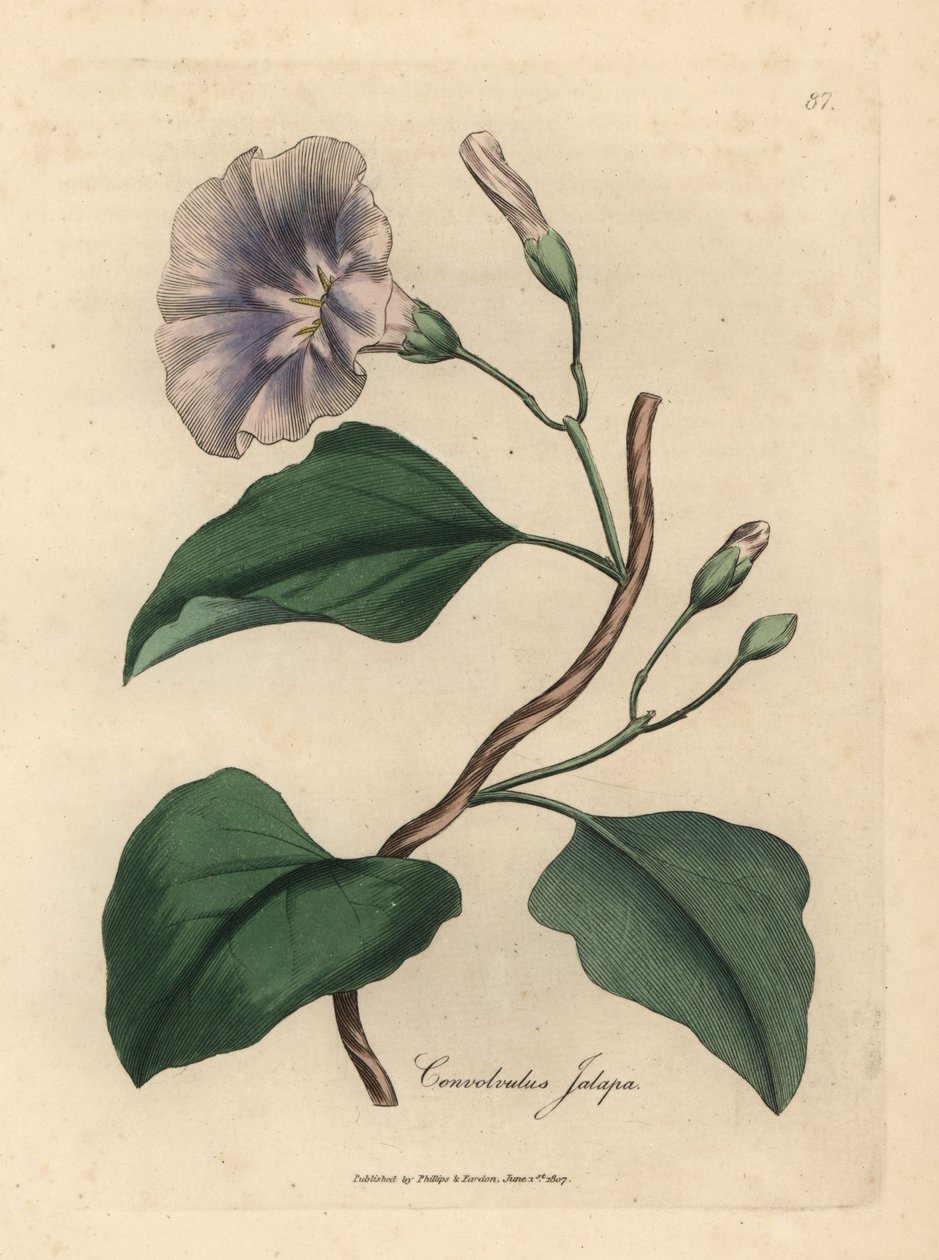Enredadera jalapa de flor lila, Colvolvulus jalapa de James Sowerby