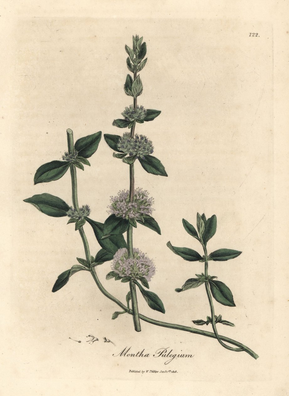 Menta poleo de flor lila, Mentha pulegium de James Sowerby