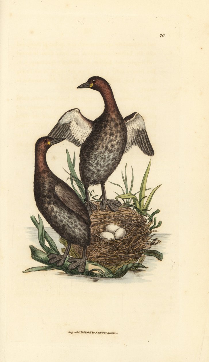 Zampullín chico, Tachybaptus ruficollis (¿Zampullín chico, Colymbus hebridicus?). Pareja en el nido con tres huevos. Grabado en cobre coloreado a mano por James Sowerby de The British Miscellany, or Coloured figures of new, rare, or little known animal. de James Sowerby