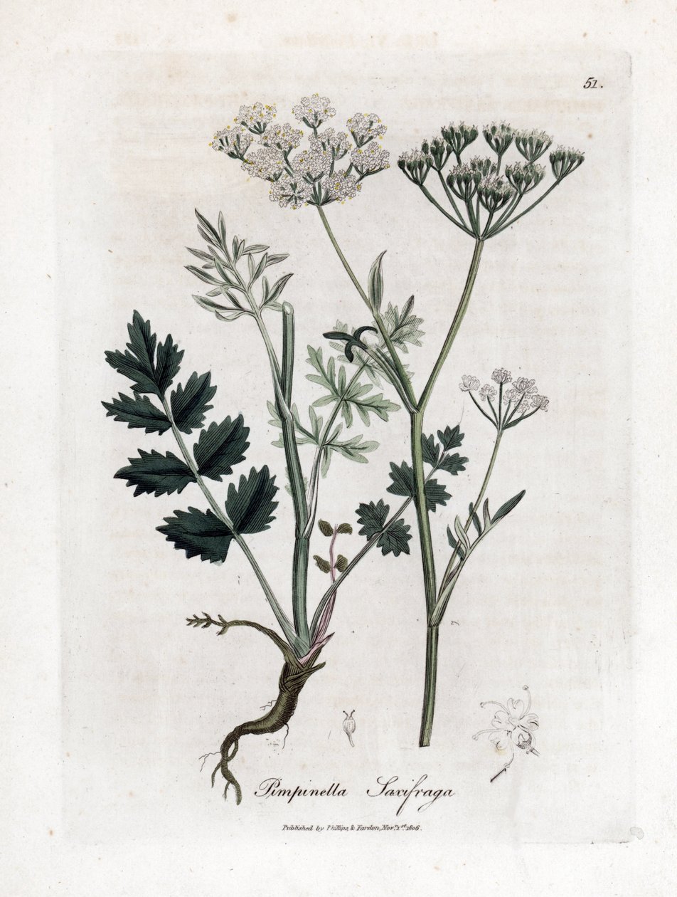 Saxifrage de Locage - Saxifrage de Burnet, Pimpinella saxifraga. Grabado en cobre coloreado a mano a partir de una ilustración botánica de James Sowerby de "Medical Botany" de William Woodville y Sir William Jackson Hooker, John Bohn, Londres. de James Sowerby