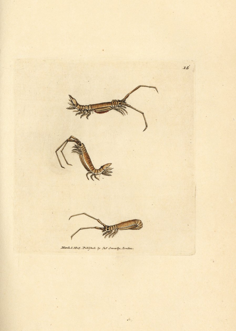 Isópodo de cuerno largo, Astacilla longicornis (Oniscus longicornis). Grabado en cobre coloreado a mano por James Sowerby de The British Miscellany, or Coloured figures of new, rare, or little known animal subjects. de James Sowerby