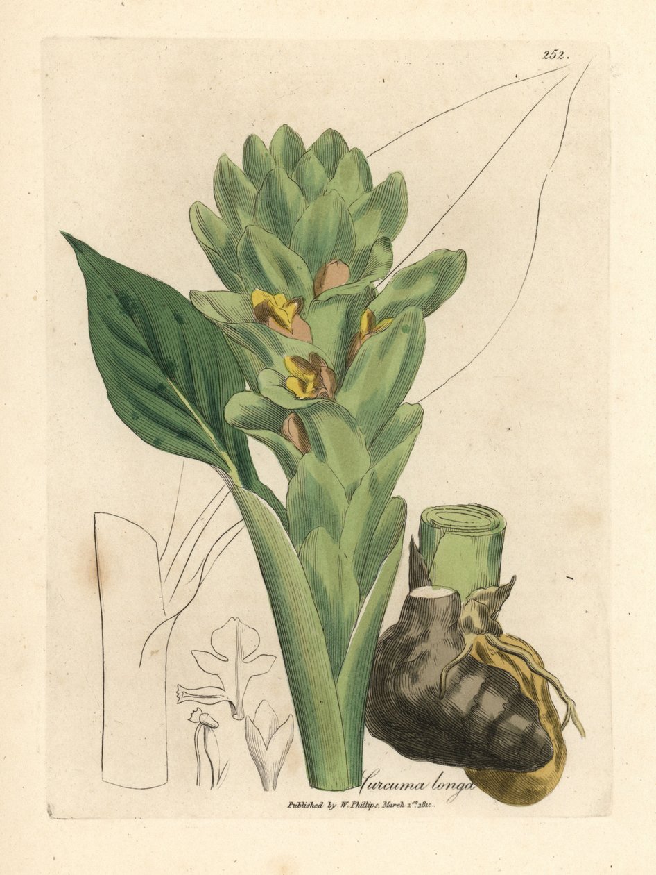 Cúrcuma de raíz larga, Curcuma longa de James Sowerby