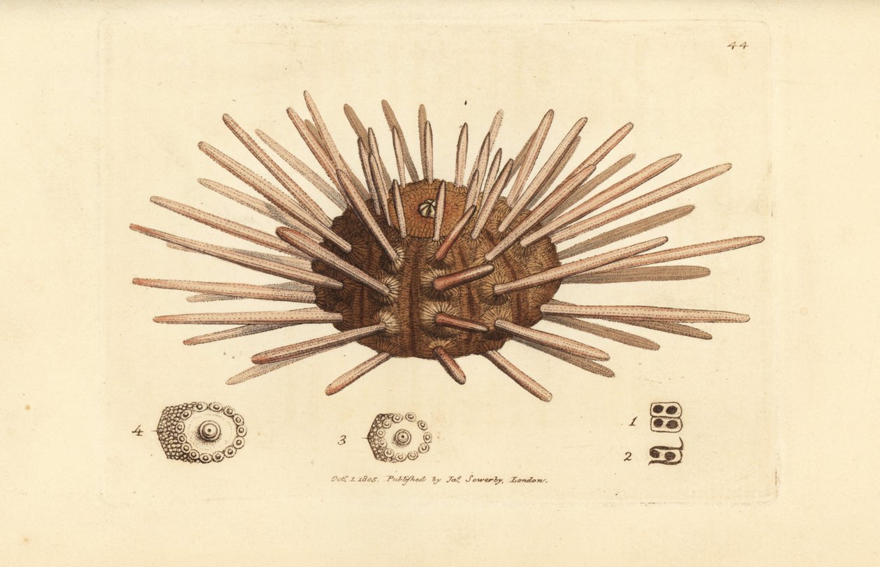 Erizo de mar, Cidaris cidaris (Echinus cidaris). Grabado en cobre coloreado a mano por James Sowerby de The British Miscellany, or Coloured figures of new, rare, or little known animal subjects. de James Sowerby