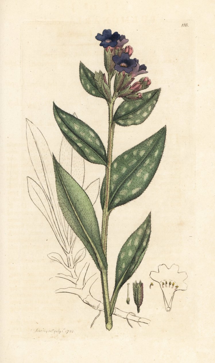 Lungwort, Pulmonaria officinalis (pulmonaria) Grabado en cobre coloreado a mano según una ilustración de James Sowerby de James Smith