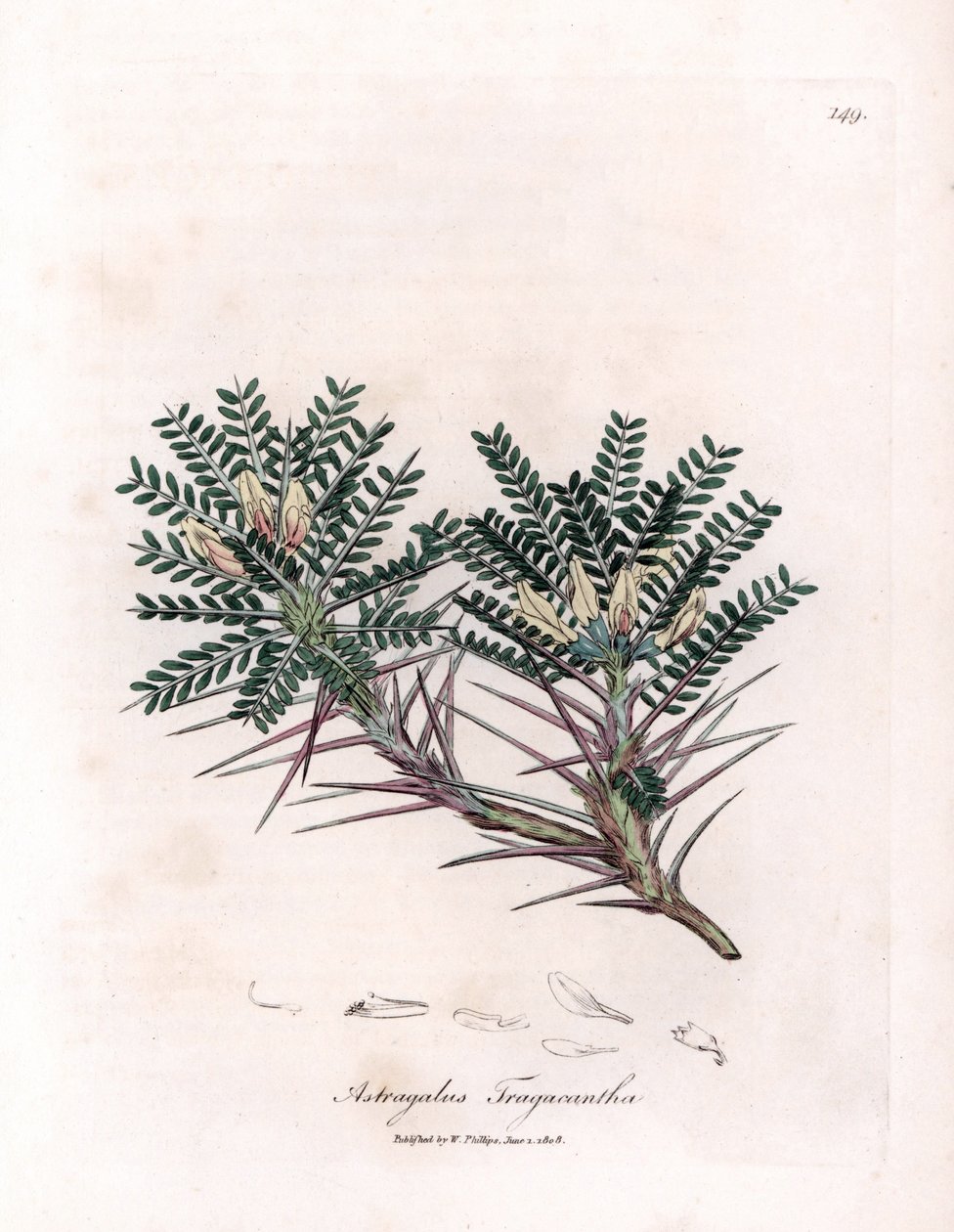 Astrágalo de Marsella o cojín de la madre - Veza lechera espina de cabra, Astragalus tragacantha. Grabado en cobre coloreado a mano a partir de una ilustración botánica de James Sowerby de la obra "Botánica médica" de William Woodville y Sir William Jackso de James Sowerby