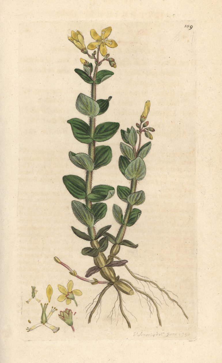 Hierba de San Juan del pantano, Hypericum elodes (St. John