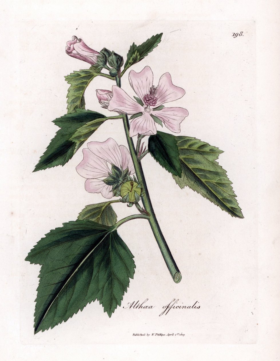 Marshmallow officinale o malvavisco silvestre o morado blanco, Althaea officinalis. Grabado en cobre coloreado a mano a partir de una ilustración botánica de James Sowerby de "Botánica Médica" de William Woodville y Sir William Jackson Hooker, John Bohn, L de James Sowerby