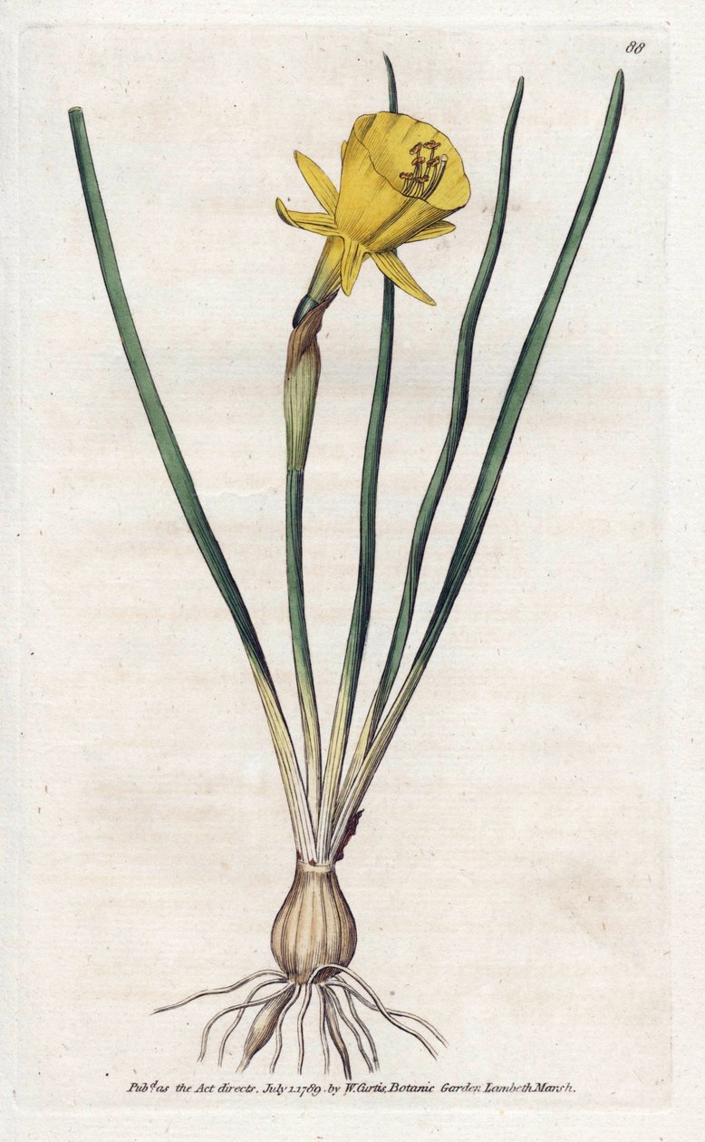 Medusa Trumpet - Litografía de James Sowerby (1757-1822), de William Curtis