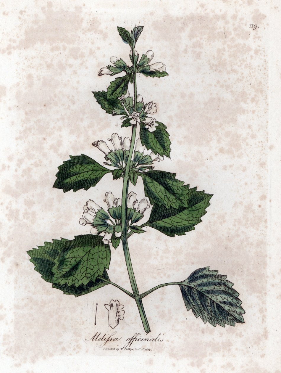 Melisse officinale o melisa - Melisa común, Melissa officinalis. Grabado en cobre coloreado a mano a partir de una ilustración botánica de James Sowerby extraída de "Medical Botany" de William Woodville y Sir William Jackson Hooker, John Bohn, Londres. de James Sowerby