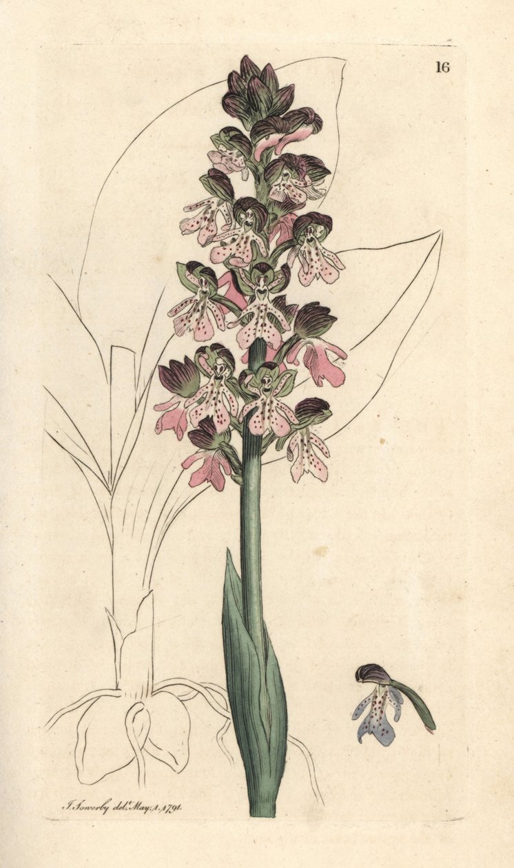Orchis militaris, Orchis militaris (Orchis guerrera) Grabado en cobre coloreado a mano según una ilustración de James Sowerby de James Smith