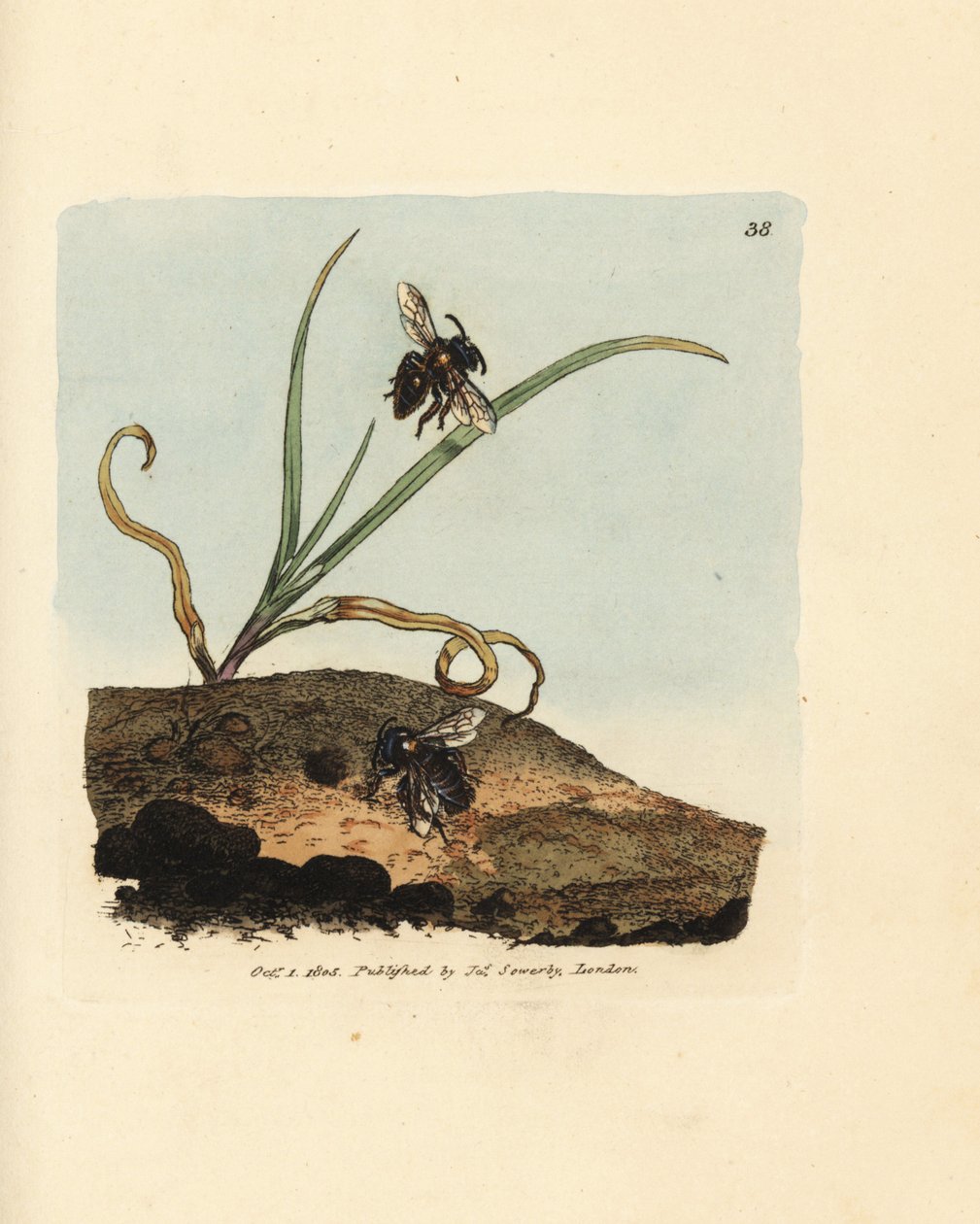 Abeja minera, Andrena nigroaenea (Melitta nigro-aenea). Grabado en cobre coloreado a mano por James Sowerby de The British Miscellany, or Coloured figures of new, rare, or little known animal subjects. de James Sowerby