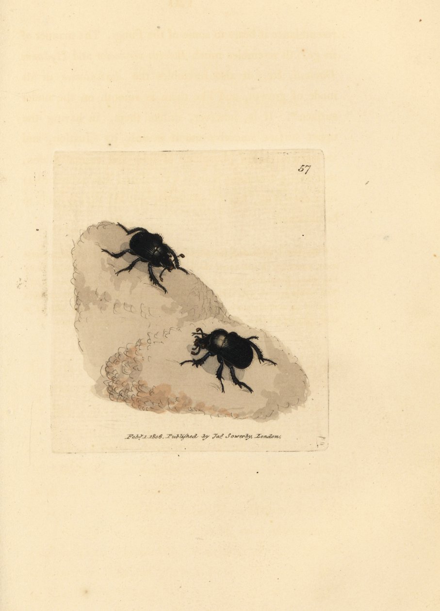 Escarabajo minotauro, Typhaeus typhoeus (Scarabaeus pumilus). Grabado en cobre coloreado a mano por James Sowerby de The British Miscellany, or Coloured figures of new, rare, or little known animal subjects. de James Sowerby