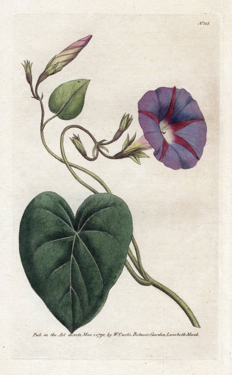 Morning Glory o Ipomee - Litografía de James Sowerby (1757-1822), de William Curtis