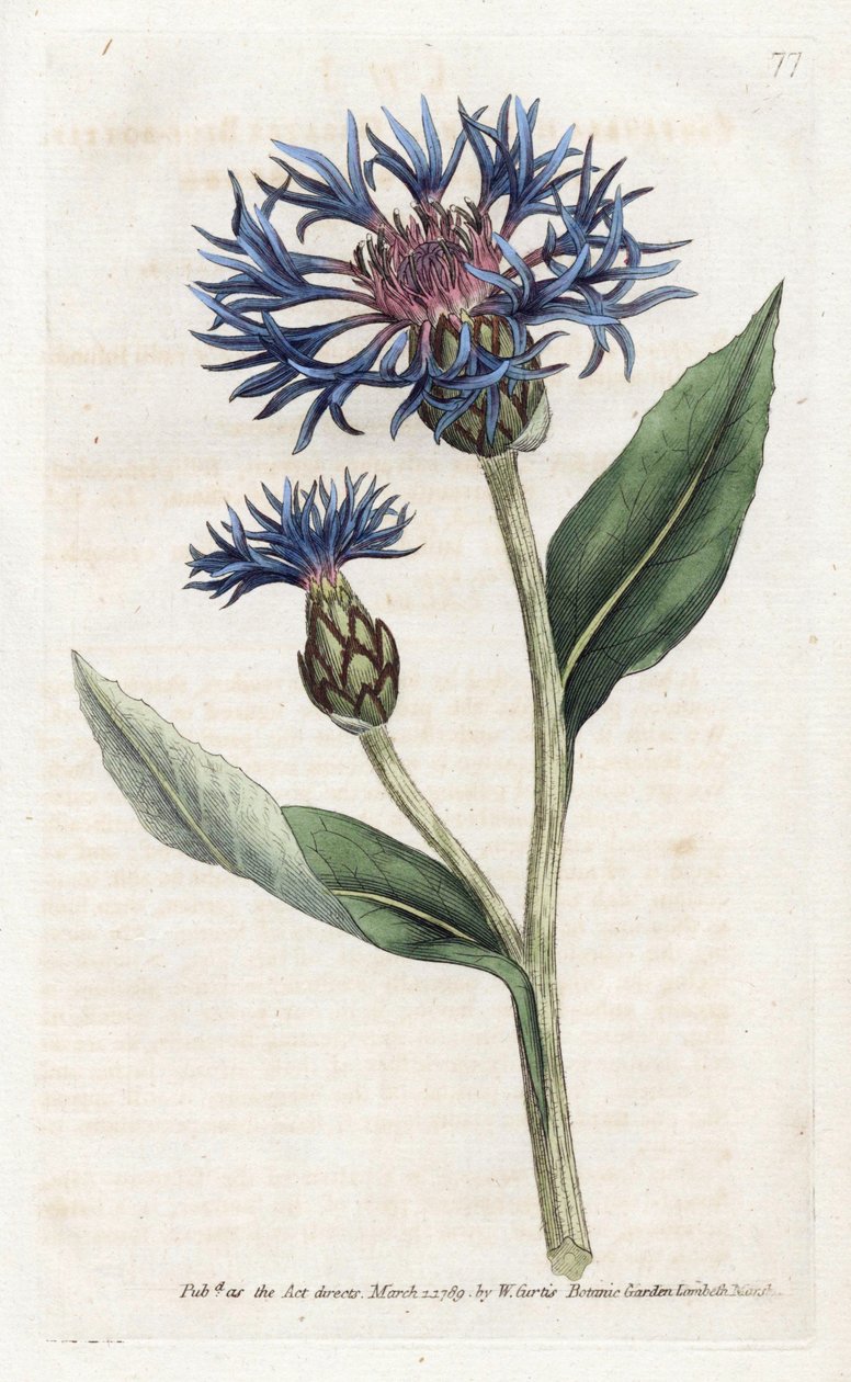 Centauree de montaña o arándano perenne - Litografía de James Sowerby (1757-1822), de la Revista Botánica de William Curtis (1746-1799) de James Sowerby