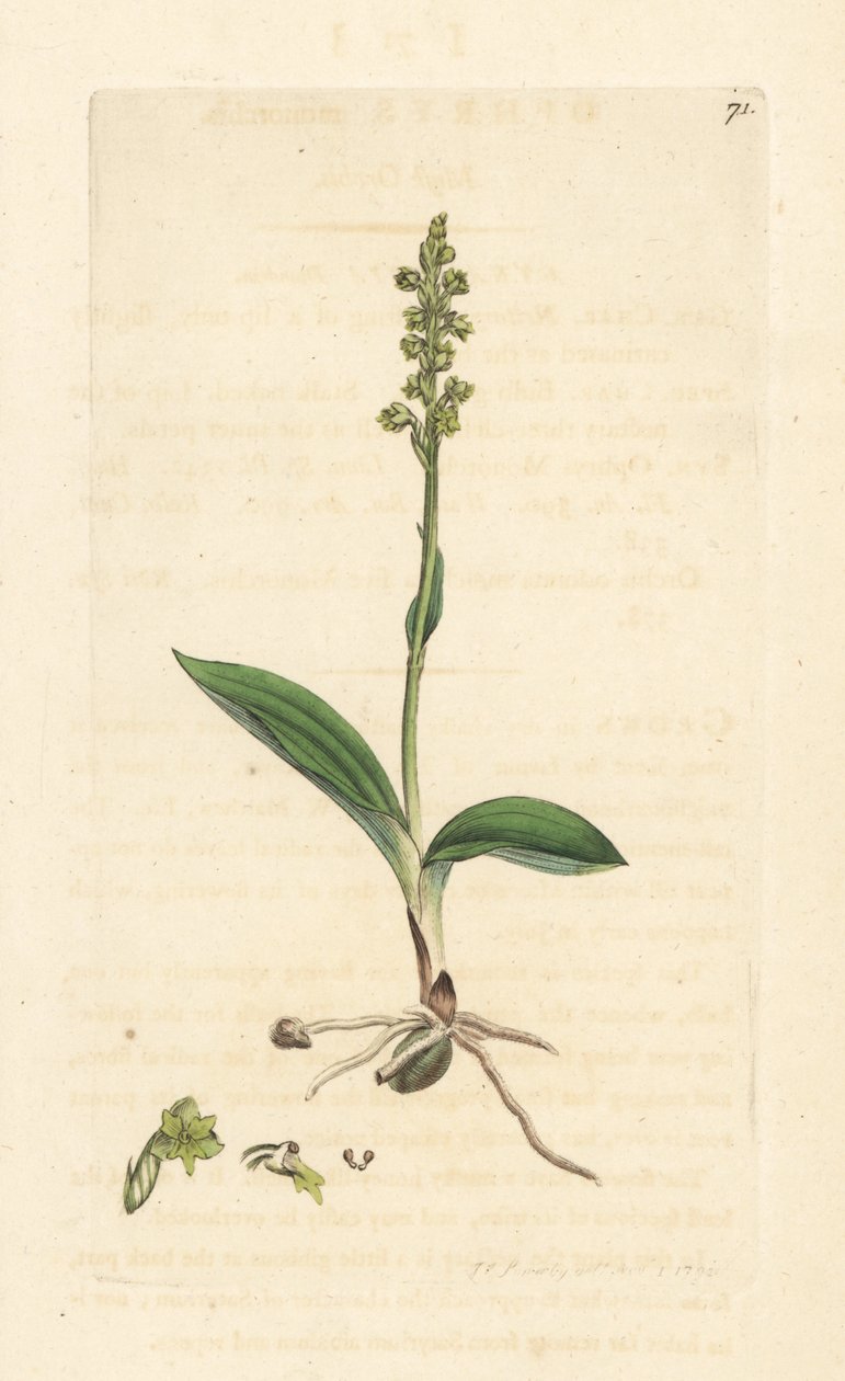 Orquídea almizclera, Herminium monorchis (Musk orchis, Ophrys monorchis). Grabado en cobre coloreado a mano según una ilustración de James Sowerby de James Smith