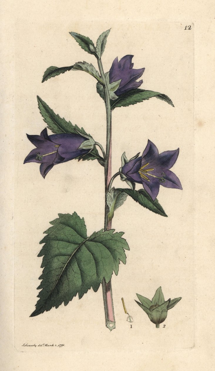 Campanula trachelium (Campanule gantelee) Grabado en cobre coloreado a mano según una ilustración de James Sowerby de James Smith