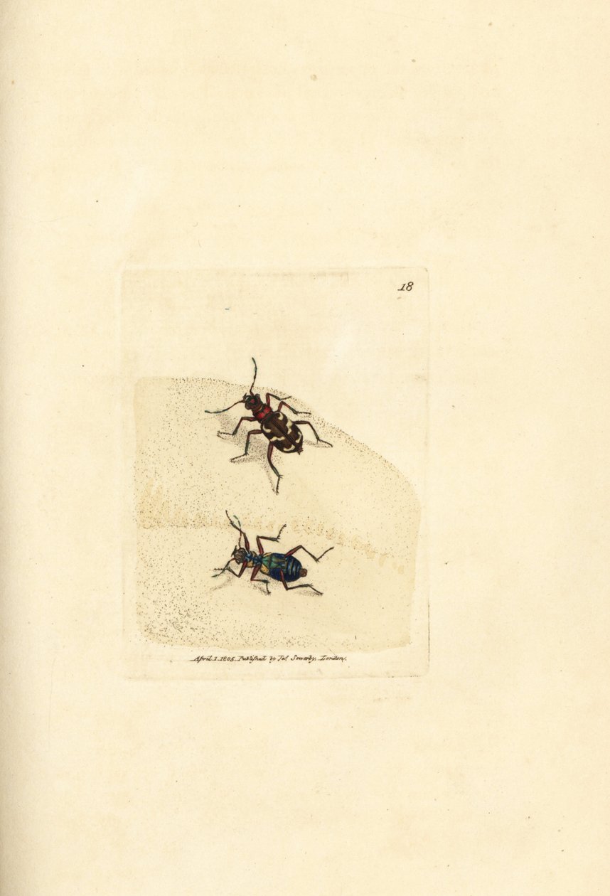 Cicindela hybrida, escarabajo tigre de las dunas. Grabado en cobre coloreado a mano por James Sowerby de The British Miscellany, or Coloured figures of new, rare, or little known animal subjects. de James Sowerby