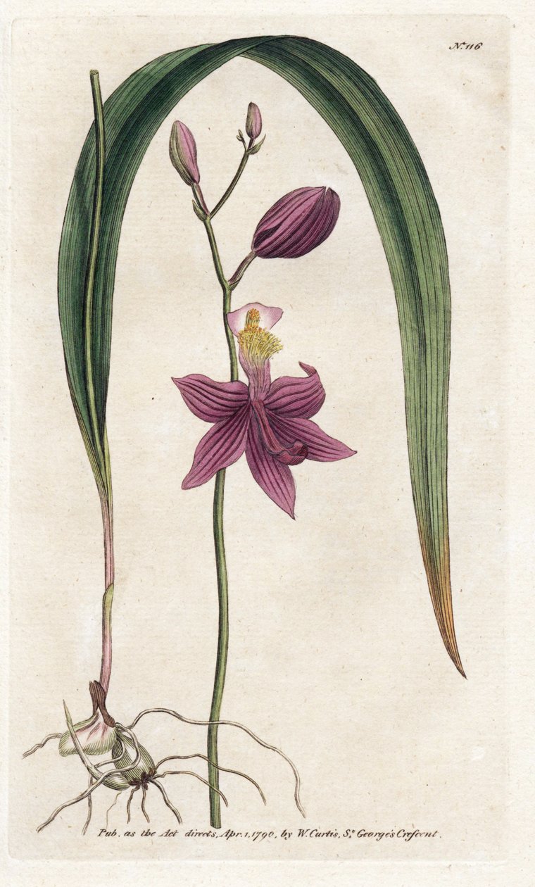 Orquídea: calopogon tuberus - Litografía de James Sowerby (1757-1822), de William Curtis