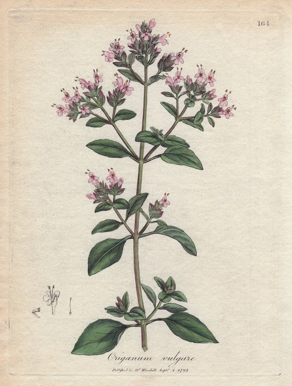 Orégano. Grabado en cobre coloreado a mano a partir de un dibujo de James Sowerby (1757-1822), en Botanique Medicinale de James Sowerby