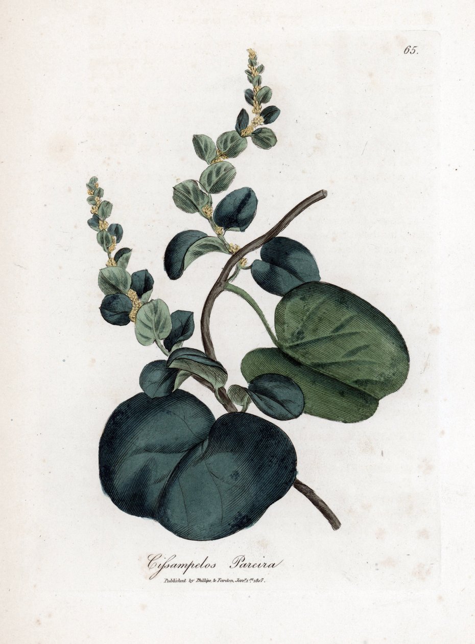 Pareira brava cissampelos, Cissampelos pareira pareira. Grabado en cobre coloreado a mano a partir de una ilustración botánica de James Sowerby de "Medical Botany" de William Woodville y Sir William Jackson Hooker, John Bohn, Londres. de James Sowerby