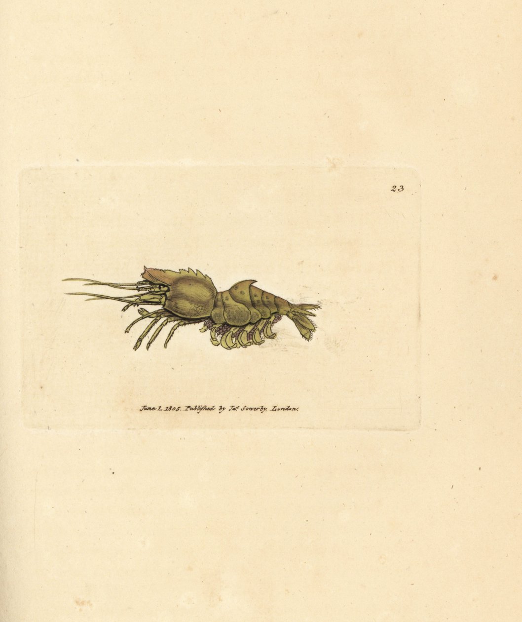 Camarón loro, Spirontocaris spinus (Spine backed shrimp; Cancer spinus). Grabado en cobre coloreado a mano por James Sowerby de The British Miscellany, or Coloured figures of new, rare, or little known animal subjects. de James Sowerby