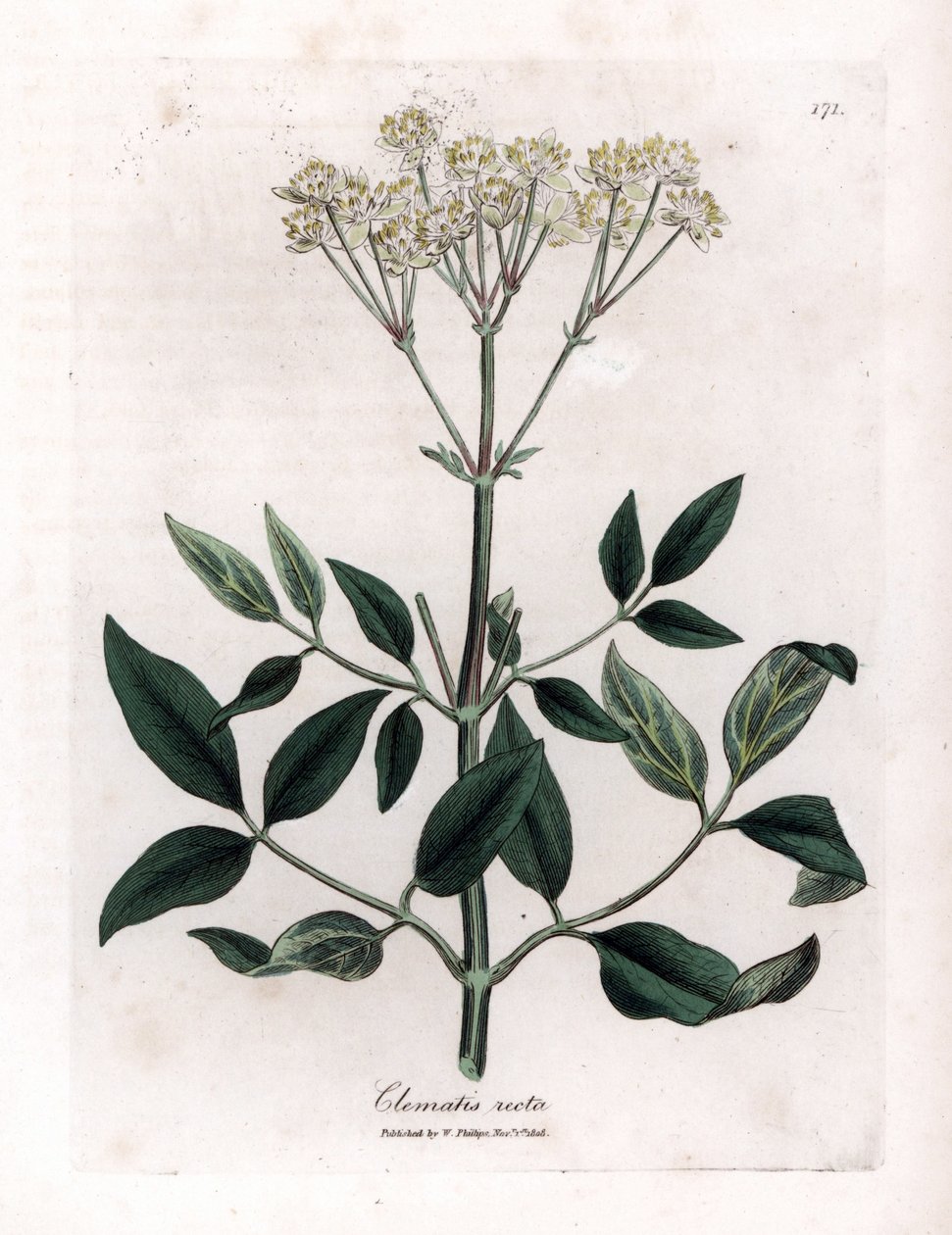 Clemátide perenne - Enramada de la virgen erguida, Clematis recta. Grabado en cobre coloreado a mano de una ilustración botánica de James Sowerby extraída de la obra de William Woodville y Sir William Jackson Hooker "Medical Botany", John Bohn, Londres. de James Sowerby