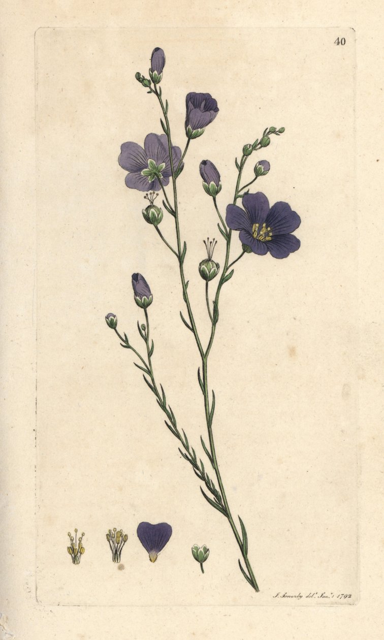 Perennial flax, Linum perenne (lino perenne) Grabado en cobre coloreado a mano según una ilustración de James Sowerby de James Smith