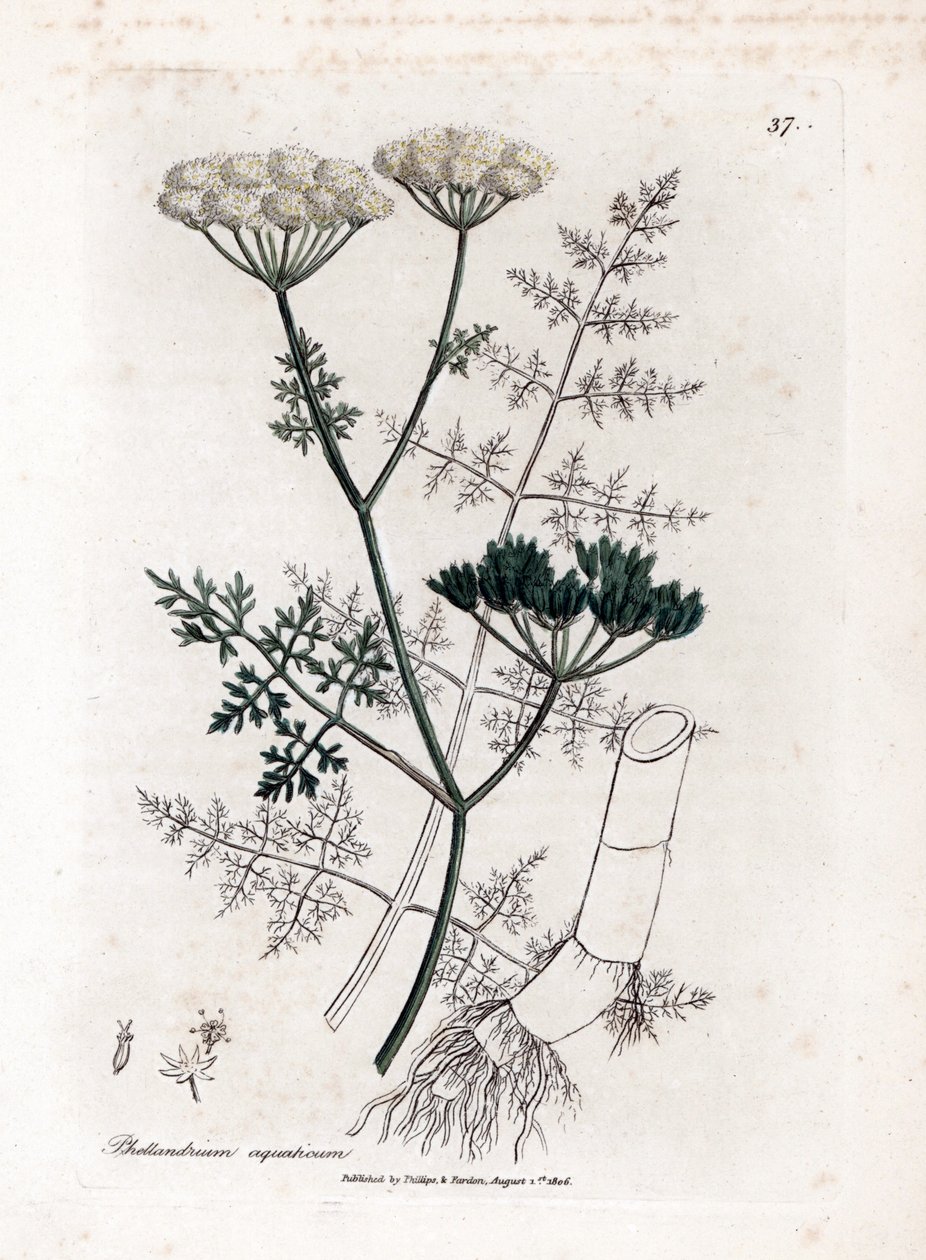 Phellandrium aquatium - Cicuta de agua de hoja fina, Phellandrium aquatium. Grabado en cobre coloreado a mano de una ilustración botánica de James Sowerby de "Botánica Médica" de William Woodville y Sir William Jackson Hooker, John Bohn, Londres. de James Sowerby