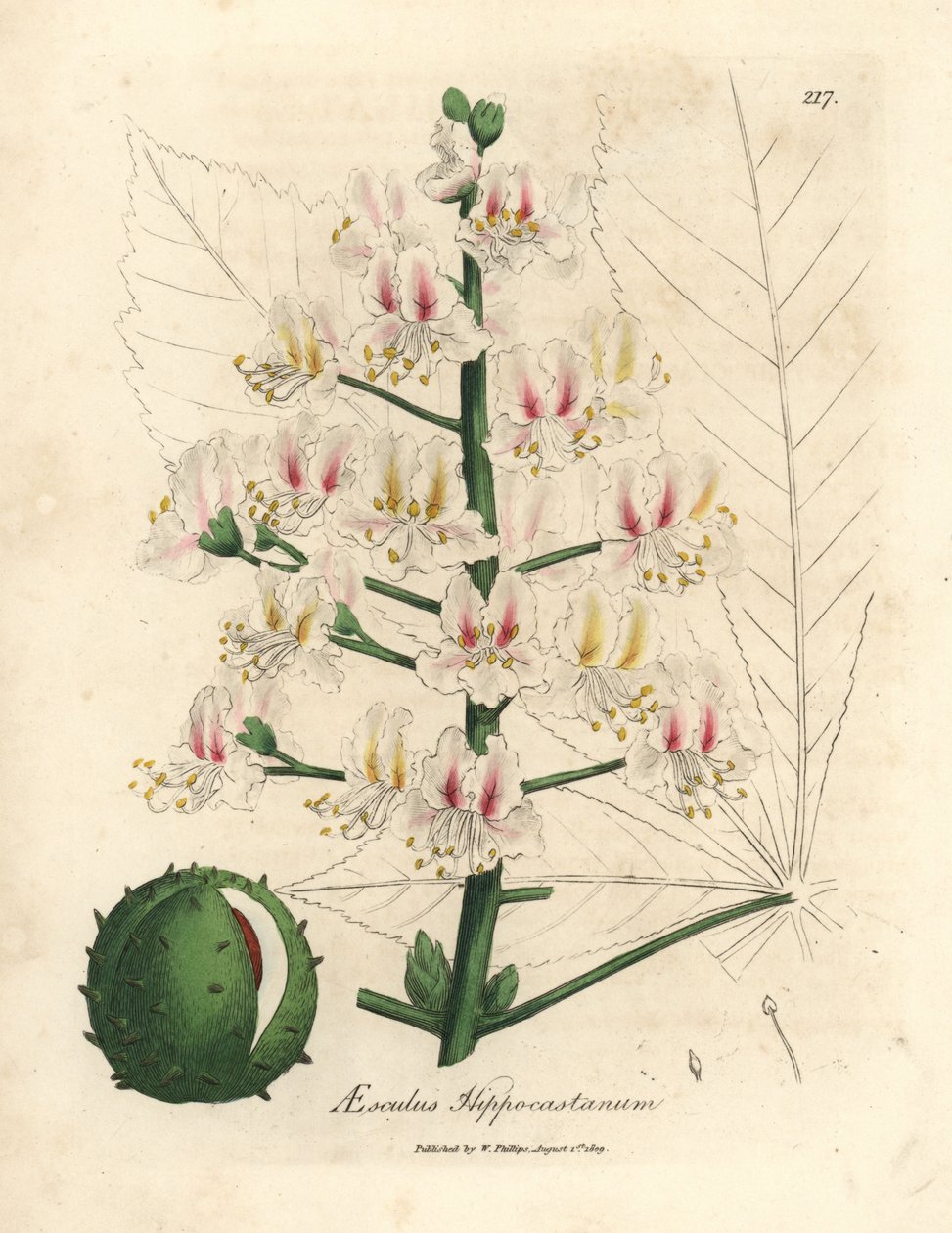 Flor rosada y fruto del castaño de Indias, Aesculus hippocastanum de James Sowerby