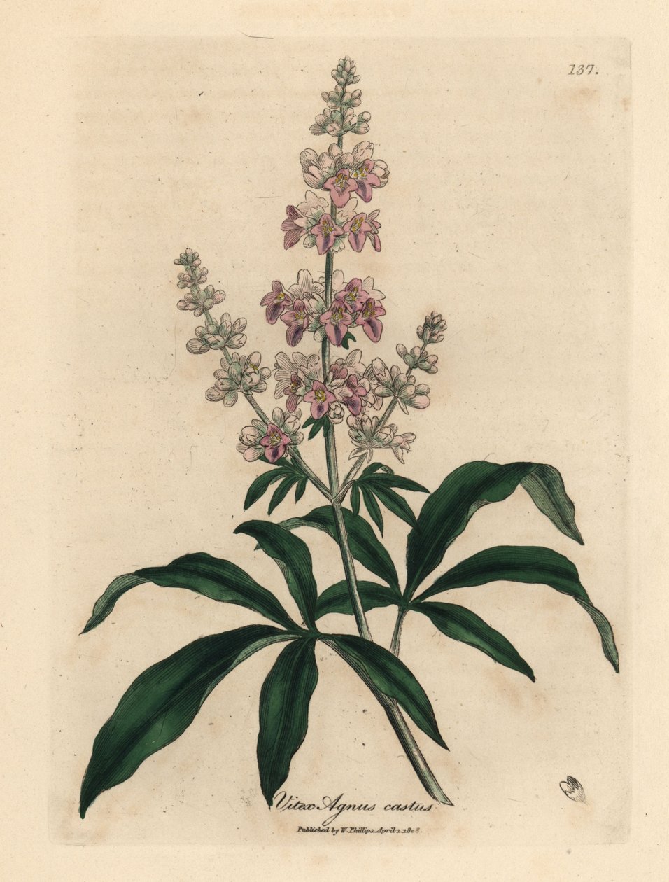 Árbol casto de flor rosa, Vitex agnus castus de James Sowerby