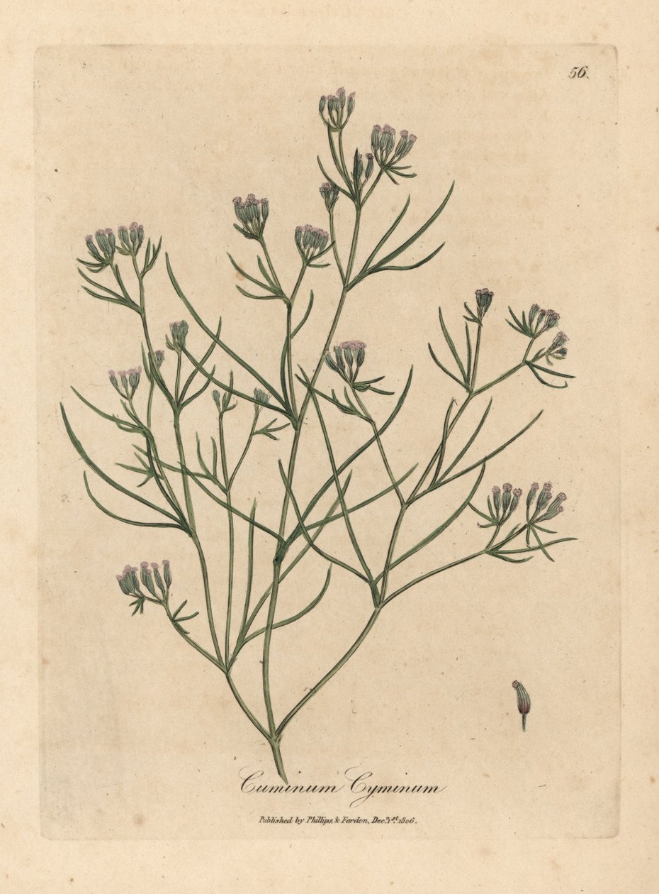 Comino de flor rosa, Cuminum cyminum de James Sowerby
