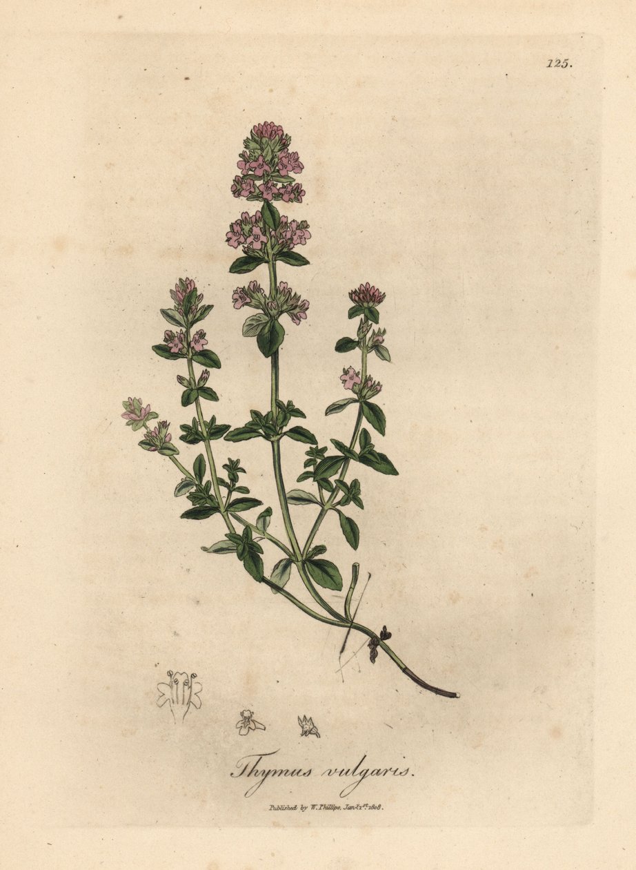Tomillo de jardín de flor rosa, Thymus vulgaris de James Sowerby