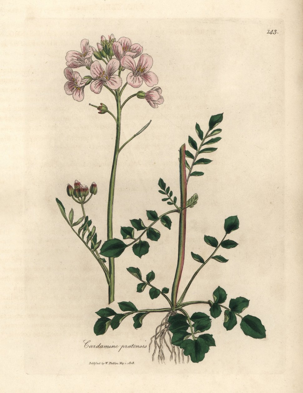 Cardamine pratensis, flor de cuclillo o flor de damas de color rosa de James Sowerby