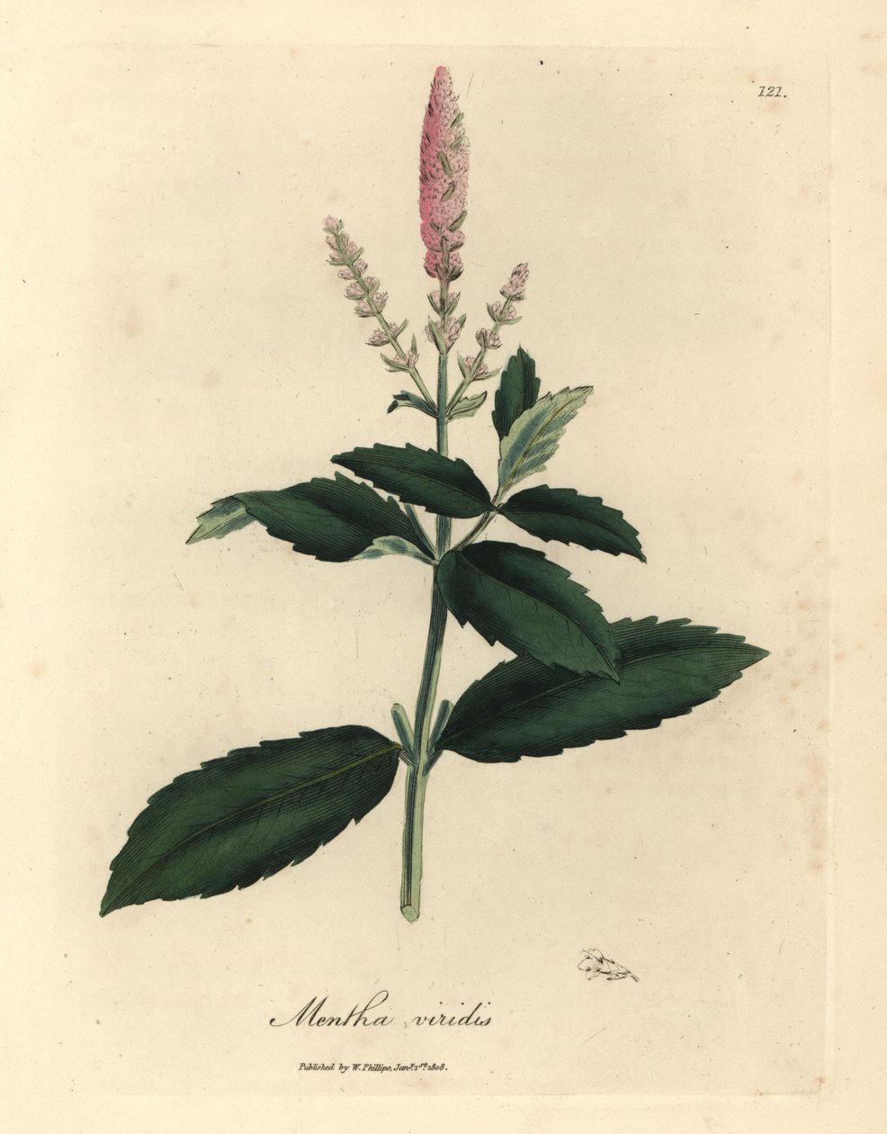 Menta verde de flor rosa, Mentha viridis de James Sowerby