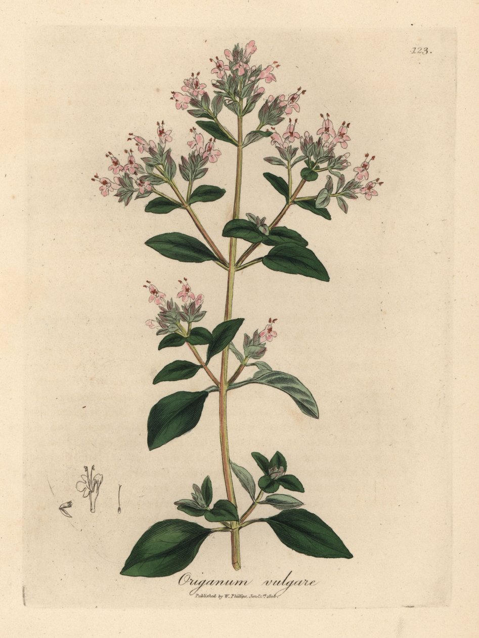 Mejorana silvestre de flor rosa, Origanum vulgare de James Sowerby