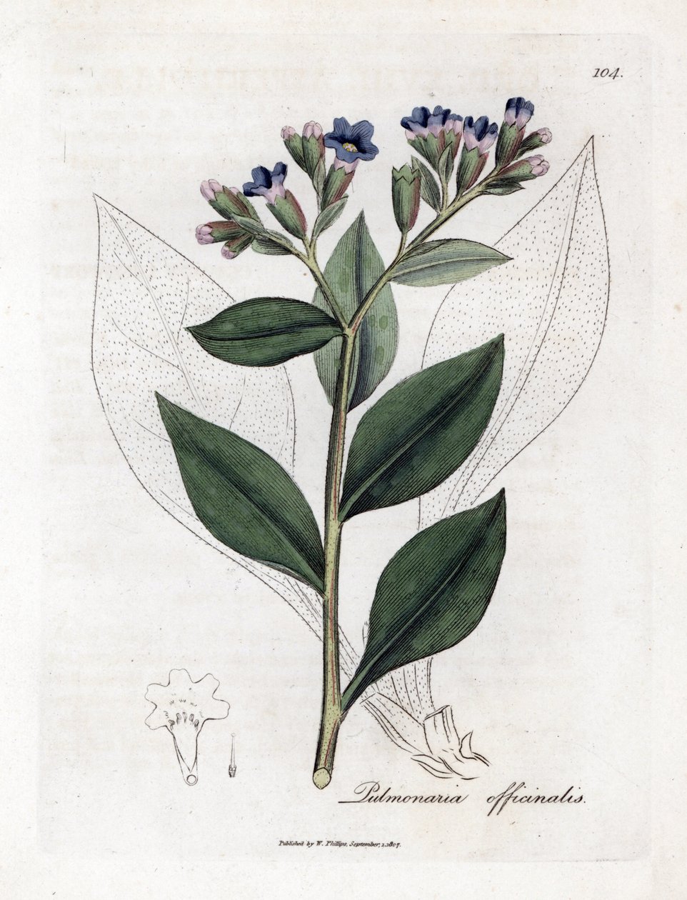 Pulmonaria officinale - Lungwort, Pulmonia officinalis. Grabado en cobre coloreado a mano de una ilustración botánica de James Sowerby extraída de "Medical Botany" de William Woodville y Sir William Jackson Hooker, John Bohn, Londres. de James Sowerby
