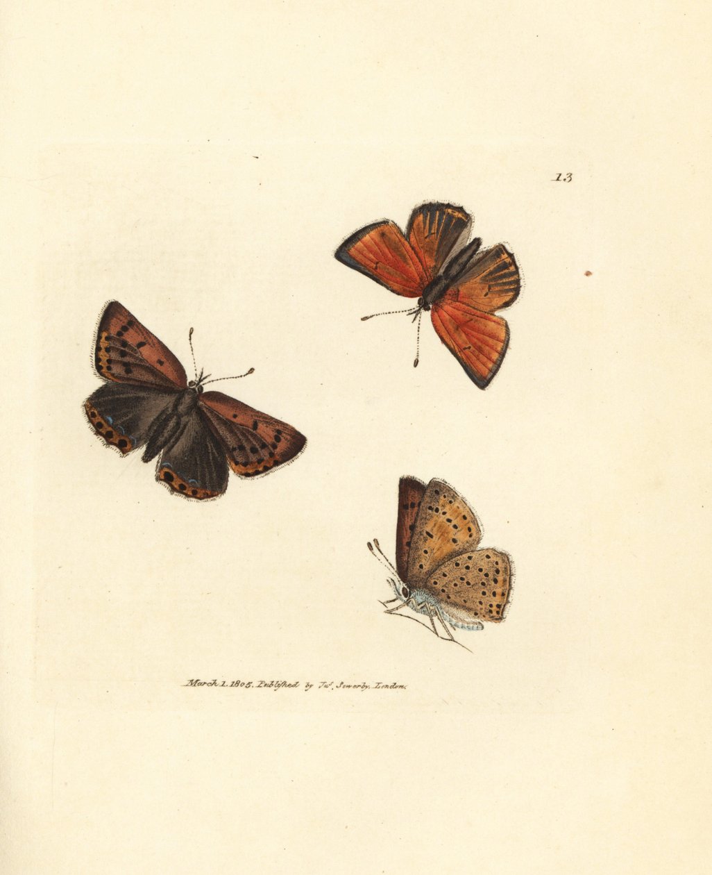 Mariposa de cobre de bordes puros, Lycaena hippothoe. Grabado en cobre coloreado a mano por James Sowerby de The British Miscellany, or Coloured figures of new, rare, or little known animal subjects. de James Sowerby