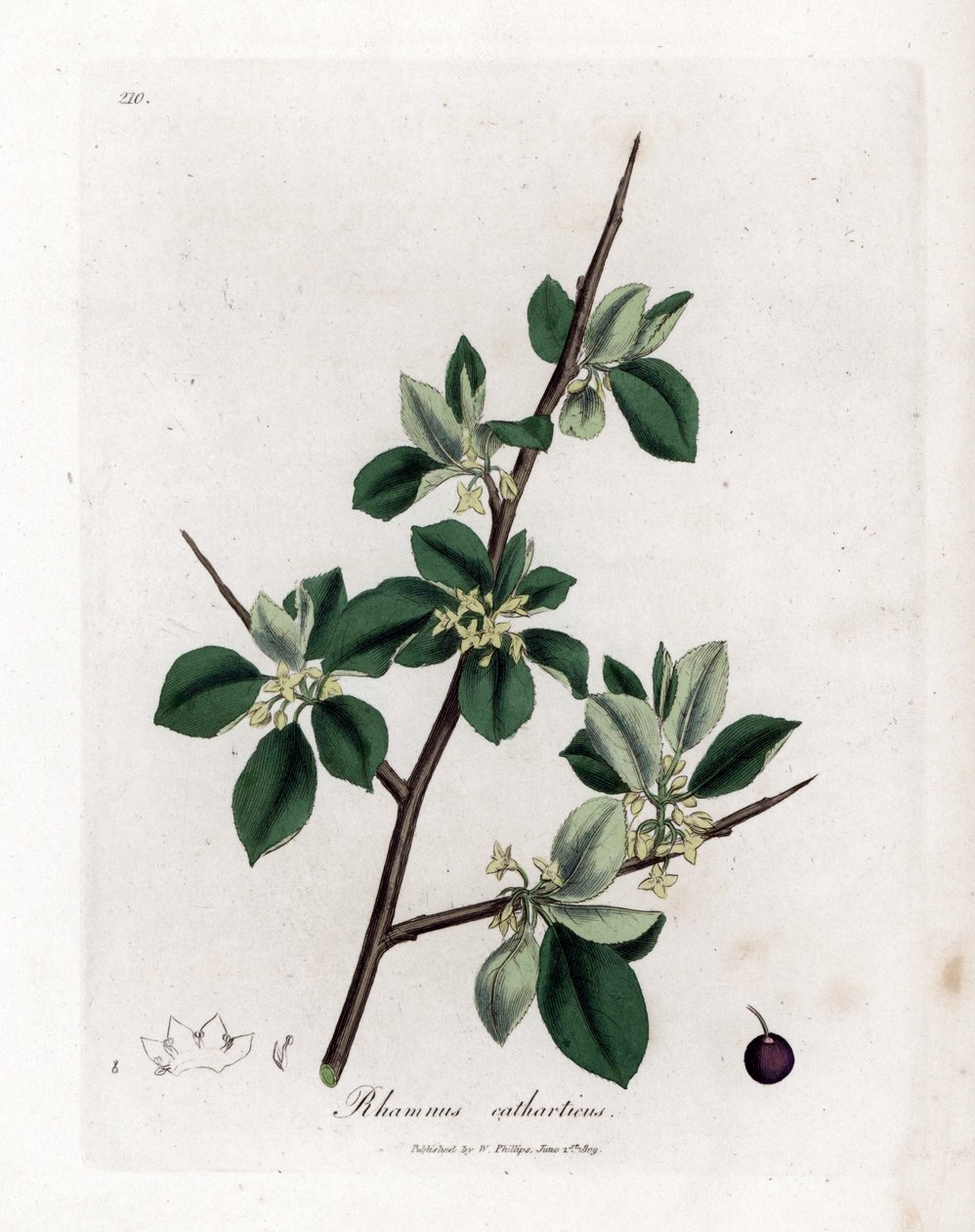 Espino cerval purgante o catártico - Purging buckthorn, Rhamnus catharticus. Grabado en cobre coloreado a mano de una ilustración botánica de James Sowerby de "Medical Botany" de William Woodville y Sir William Jackson Hooker, John Bohn, Londres. de James Sowerby