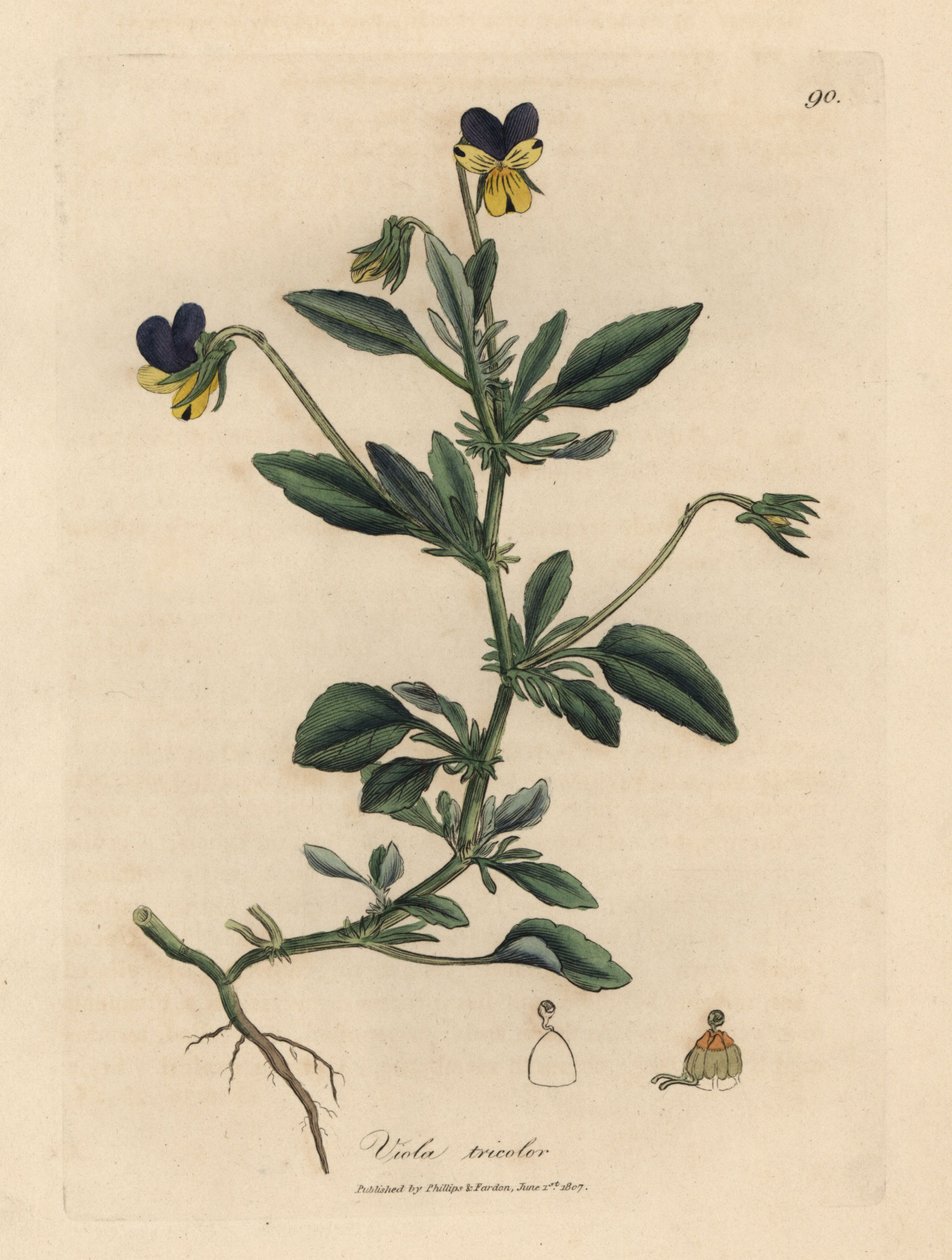 Pensamiento púrpura y amarillo, Viola tricolor de James Sowerby