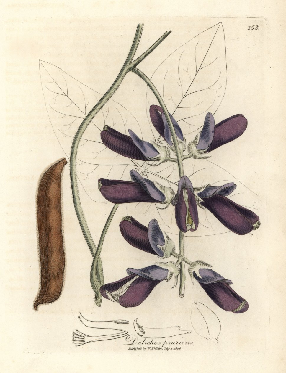 Dolichos de flor morada, Dolichos pruriens de James Sowerby
