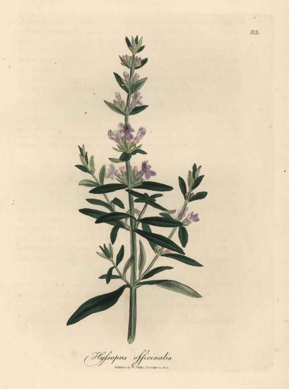 Hisopo de flor morada, Hyssopus officinalis de James Sowerby