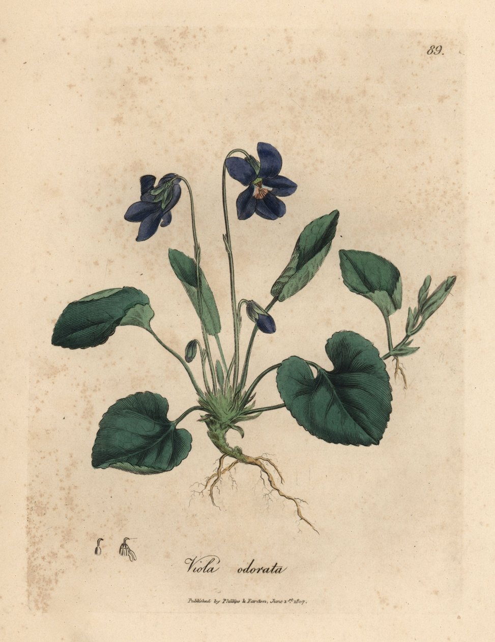 Violeta dulce de flor morada, Viola odorata de James Sowerby