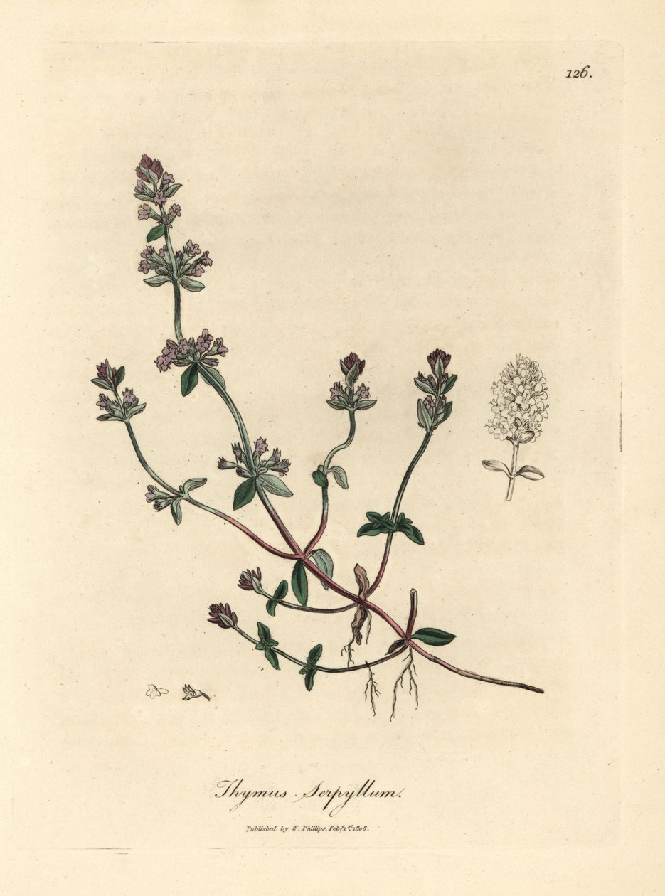 Tomillo silvestre de flor morada, Thymus serpyllum de James Sowerby