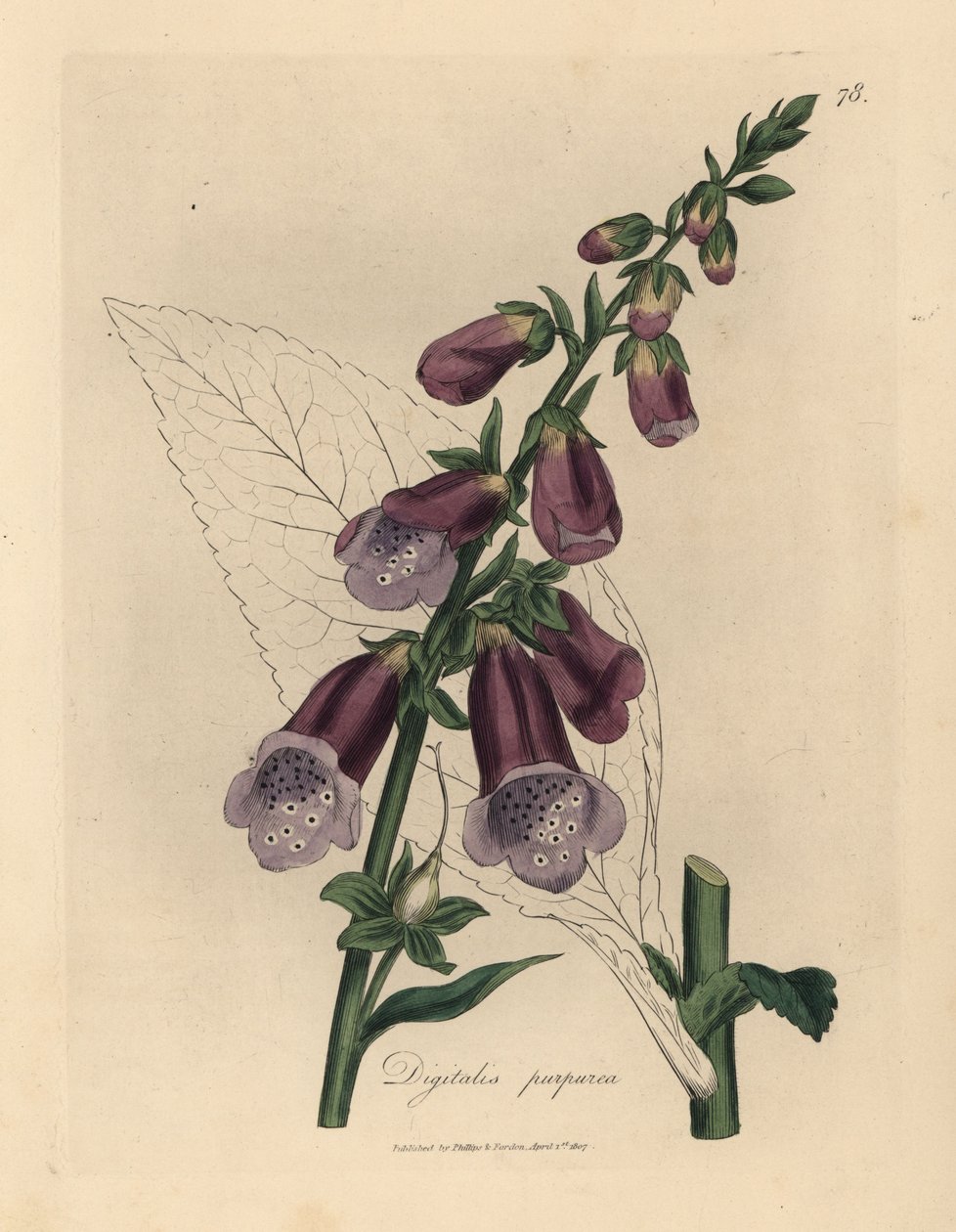 Digitalis purpurea, dedalera púrpura de James Sowerby